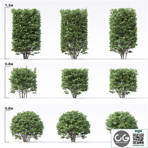 Cotoneaster
