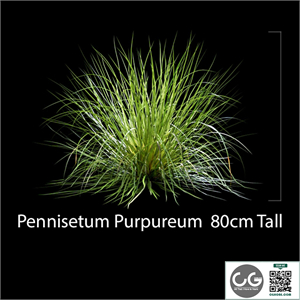 Pennisetum Purpureum