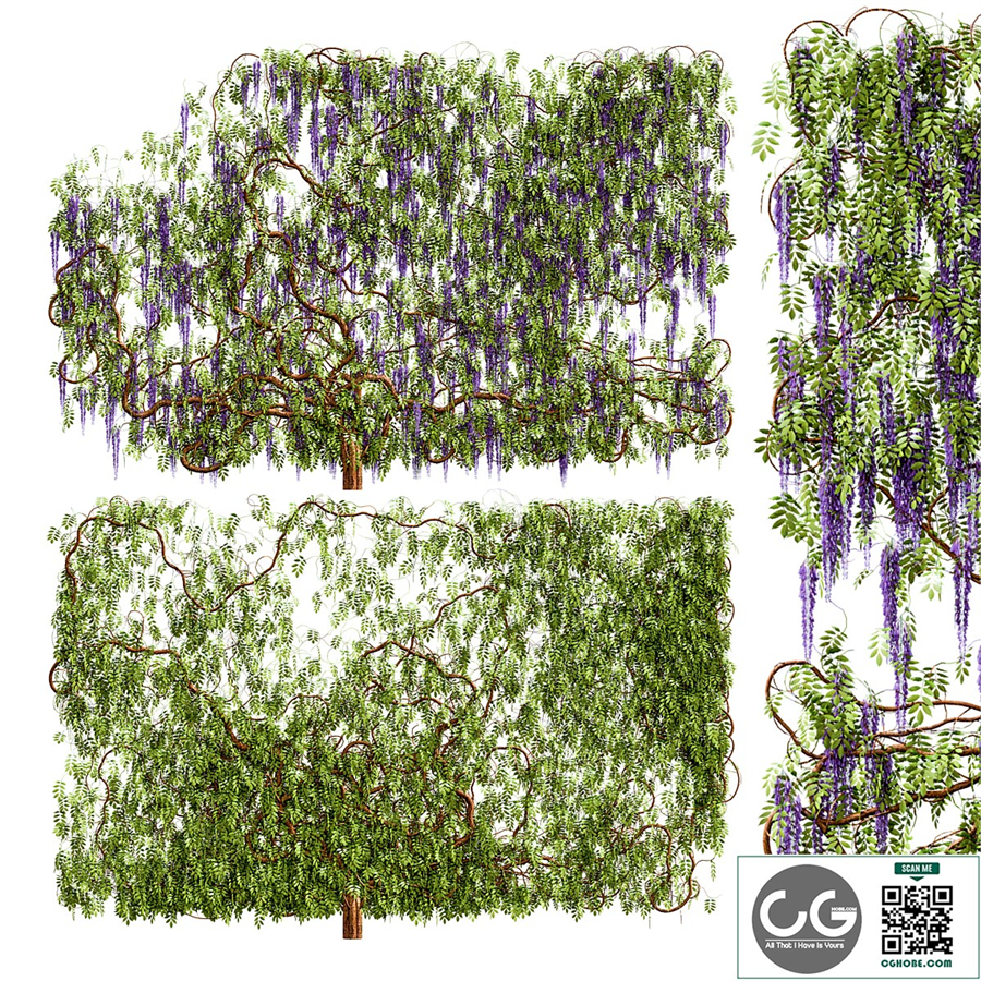 Wisteria, wisteria plant
