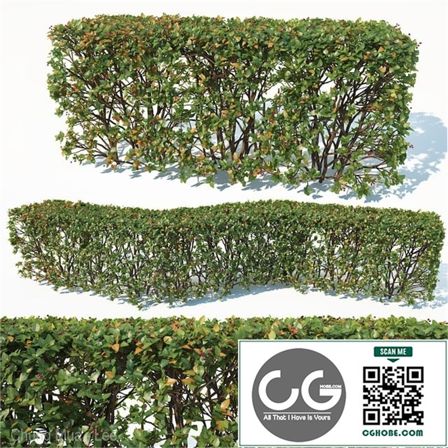 bush outdoor grass 