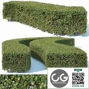 bush outdoor grass 01