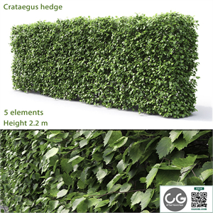 Crataegus hedge (2.2m)