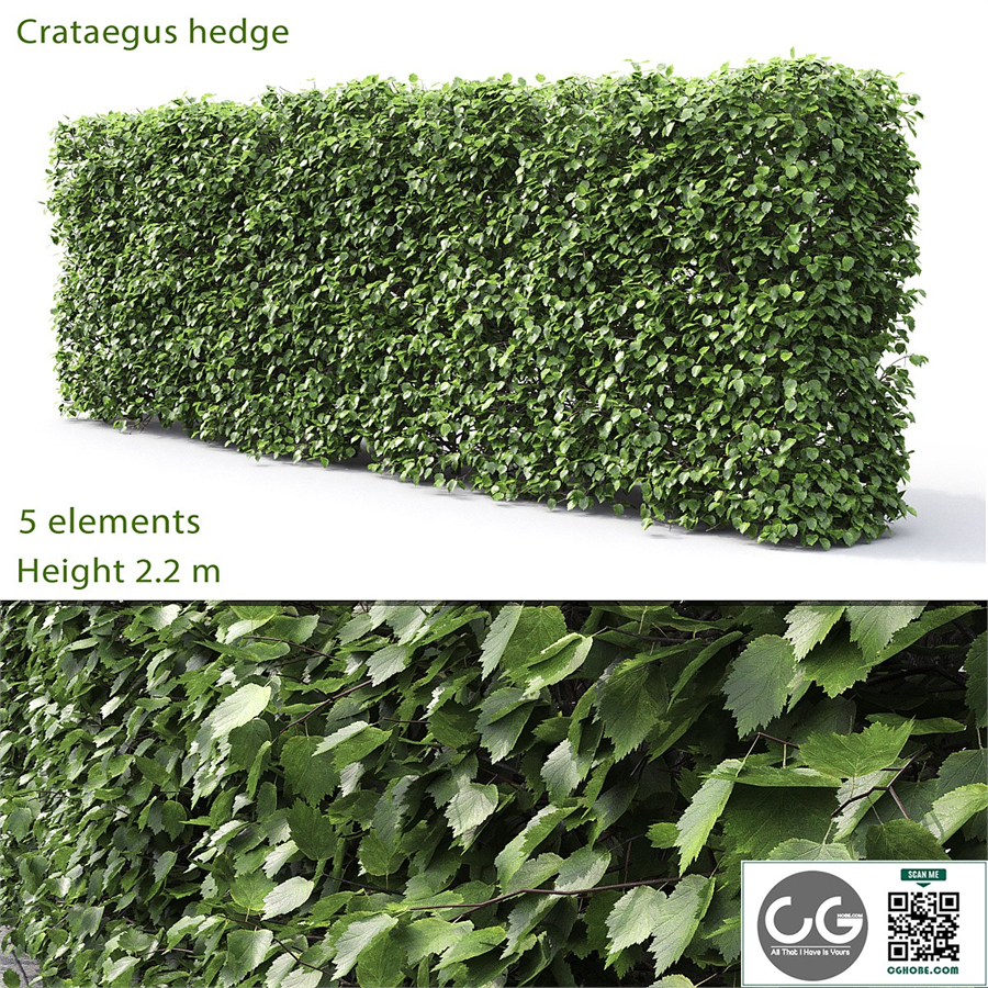 Crataegus hedge (2.2m)