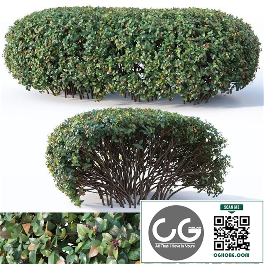 bush