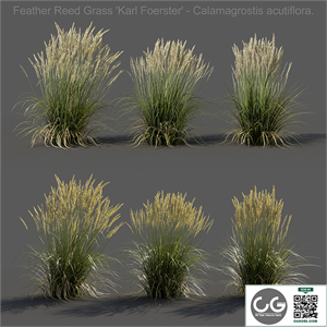 Feather Reed Grass - Calamagrostis acutiflora - Low