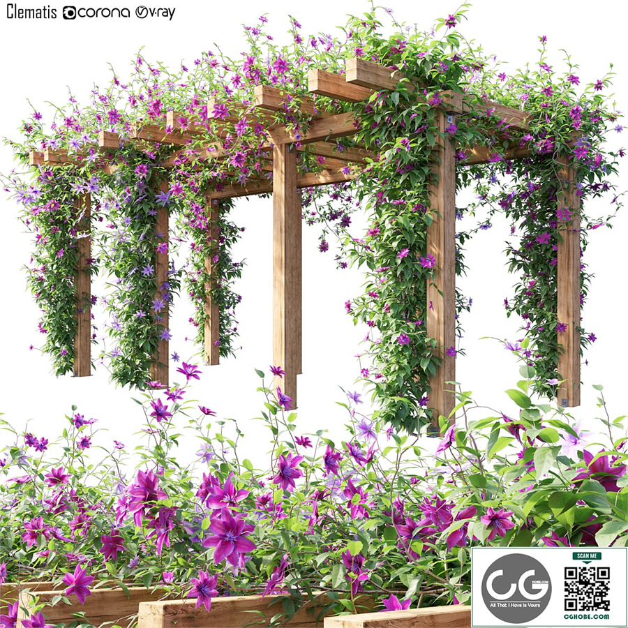 Clematis 04