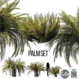 Sago palm