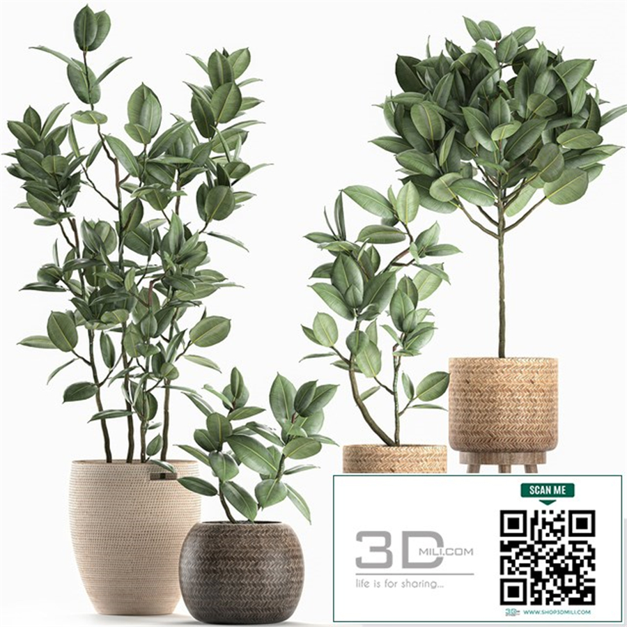 Collection of small ornamental trees in rattan baskets on legs with ficus elastic. Set 606.