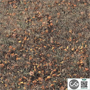Autumn grass