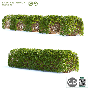 Spirea birch-leaved Hedge | Spiraea betulifolia # 2