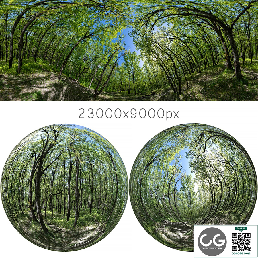 HDRI map from oak forest