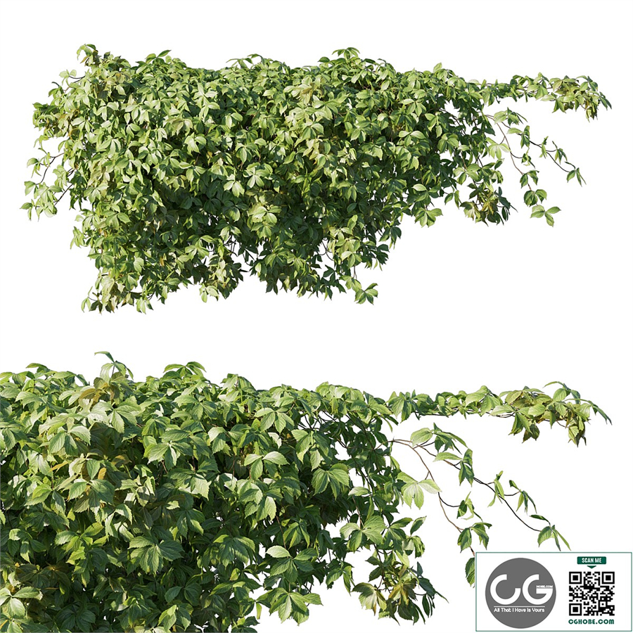 Virginia creeper