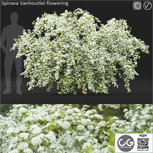Spiraea Vanhouttei