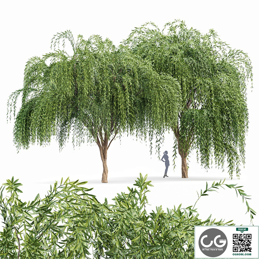 Weeping willow 2trees