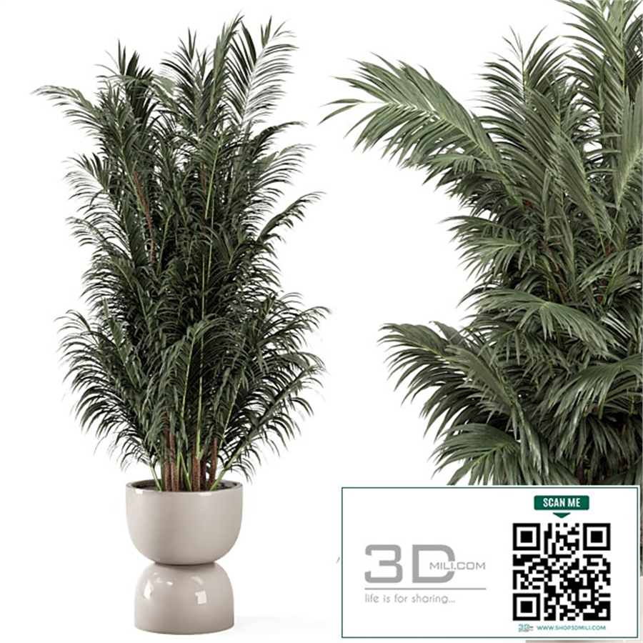 Indoor Plants in rusty Concrete Pot - Set 352