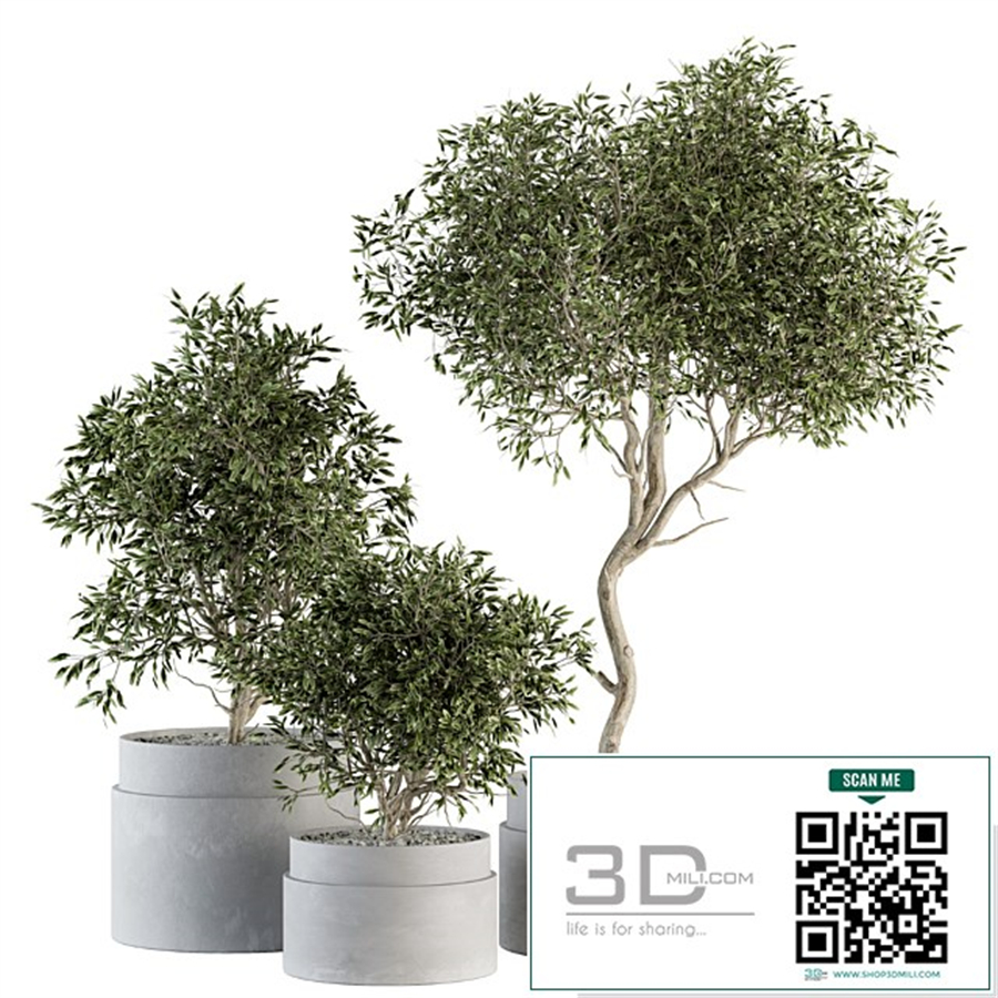 indoor Plant Set 340- Tree and Plant Set in pot