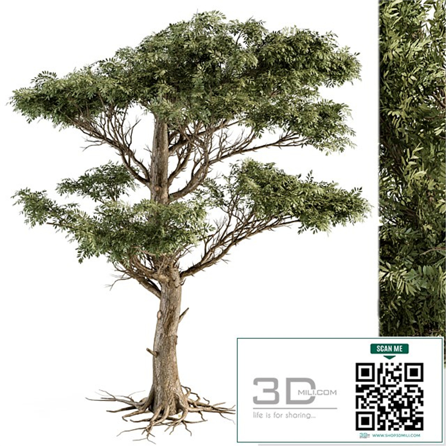 Tree Green Acacia - Set 73