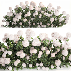 Beautiful bush white hydrangea with flowers for the garden, hedge. Plant set 1185